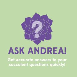 Ask Andrea