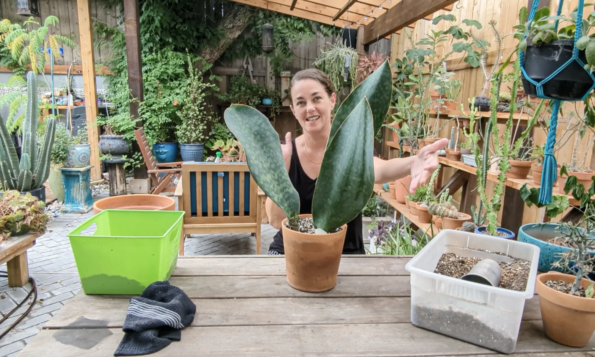 A woman sits at a wooden table in a lush outdoor patio, surrounded by potted succulents and cacti. She is tending to a large Sansevieria plant, with gardening tools and soil nearby, creating a welcoming succulent care scene.
